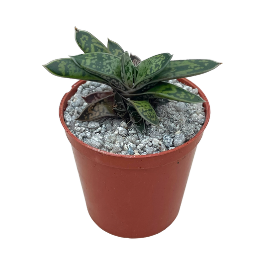 Gasteria bicolor var. liliputana