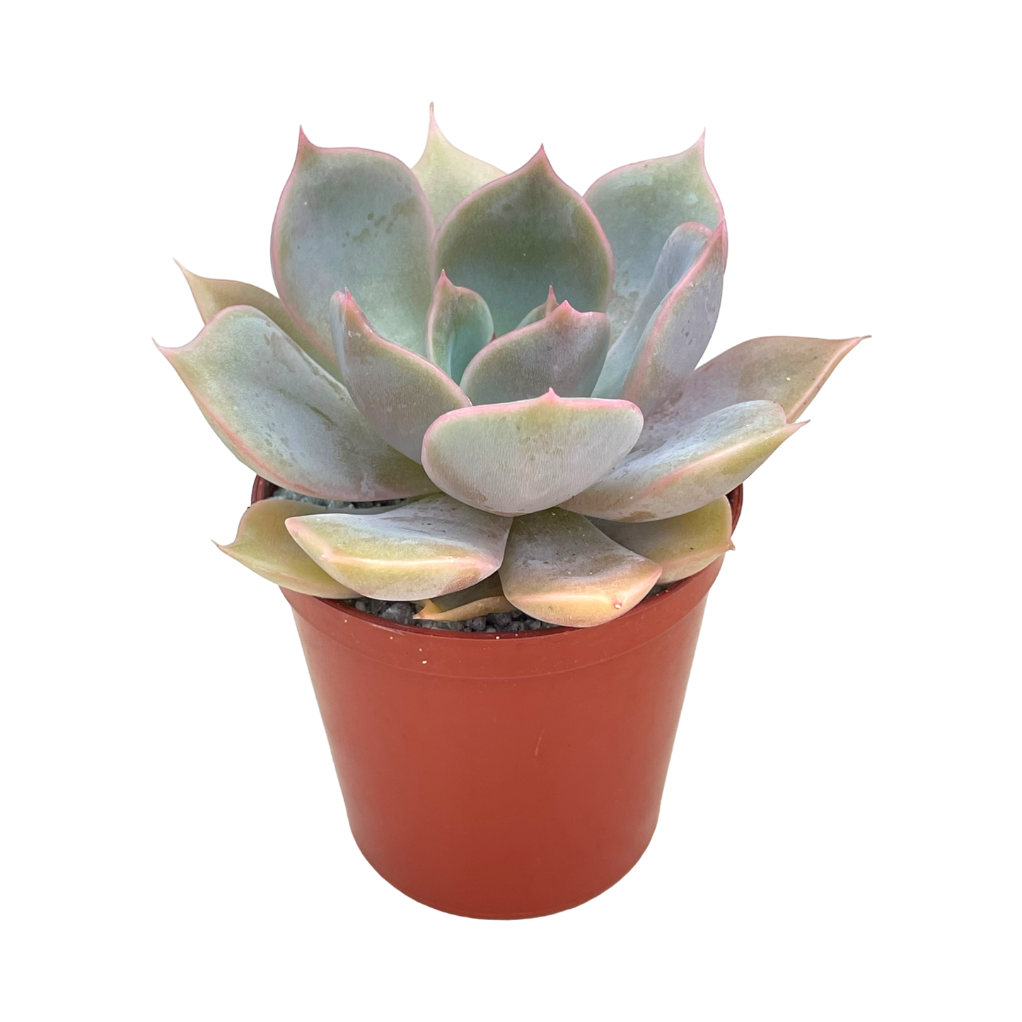 Echeveria 'Latte Rose'