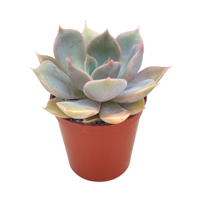 Echeveria 'Latte Rose'