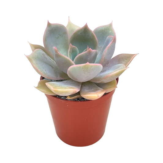 Echeveria 'Latte Rose'