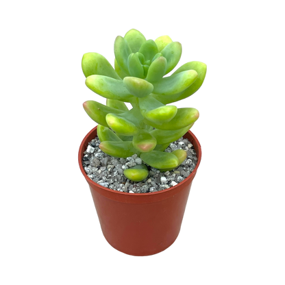 Sedum cuspidatum