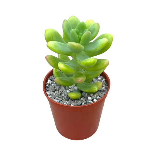 Sedum cuspidatum