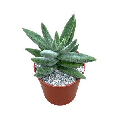 Crassula mesembryanthemoides