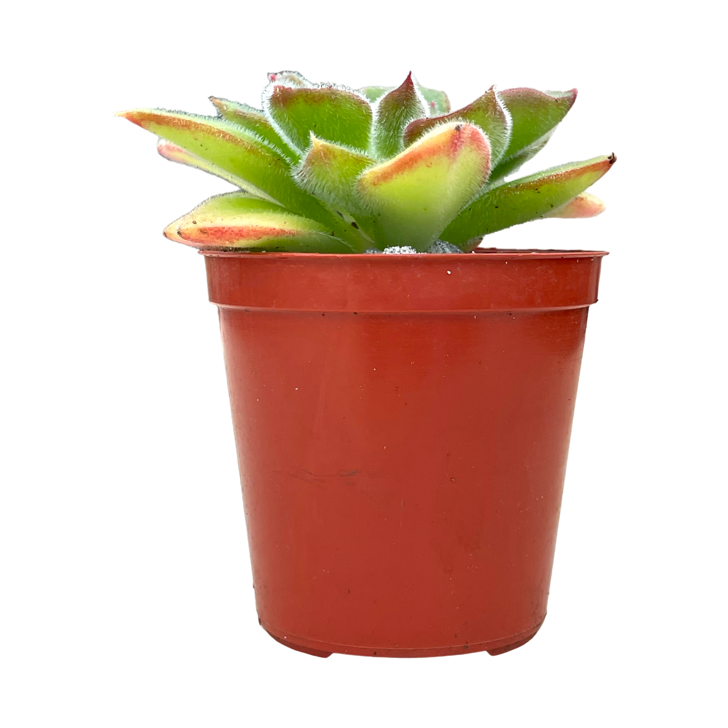 Echeveria 'Giant Mexican Firecracker'