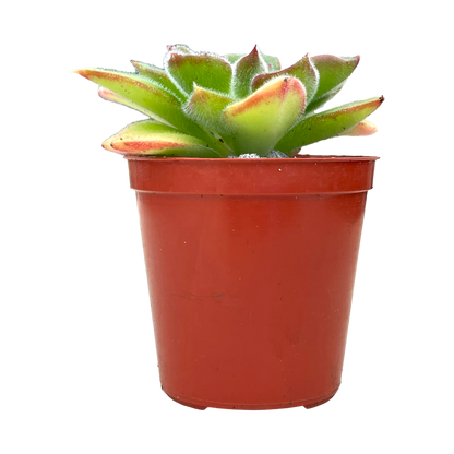 Echeveria 'Giant Mexican Firecracker'