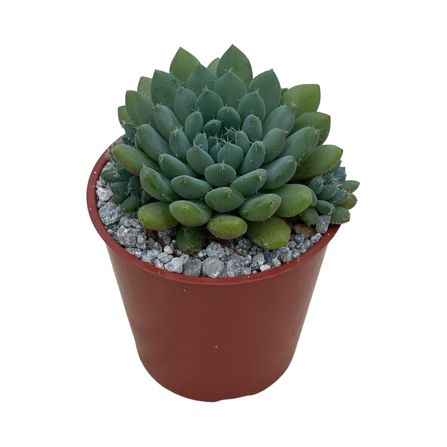 Echeveria setosa var. deminuta