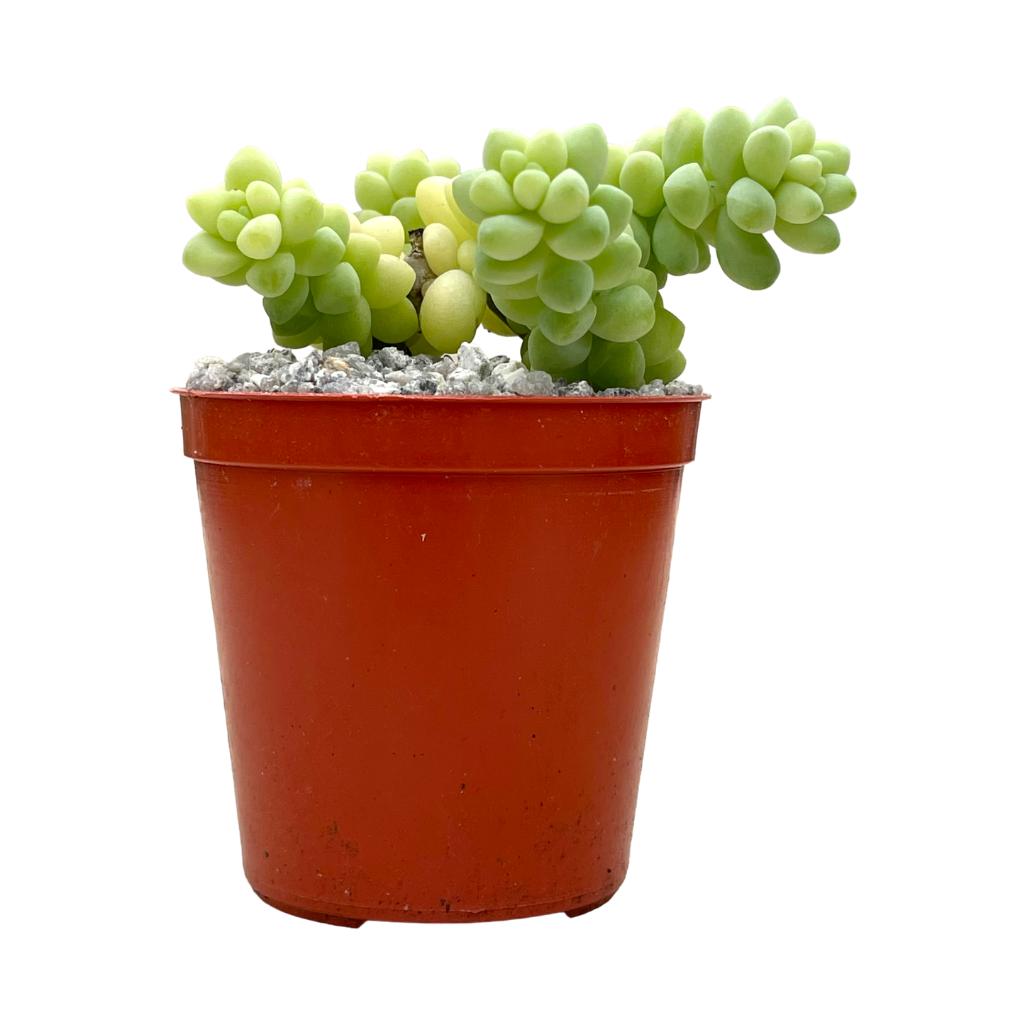 Sedum burrito