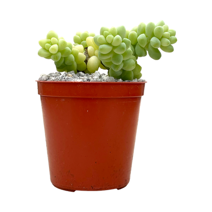 Sedum burrito