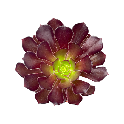 Aeonium arboreum atropurpureum