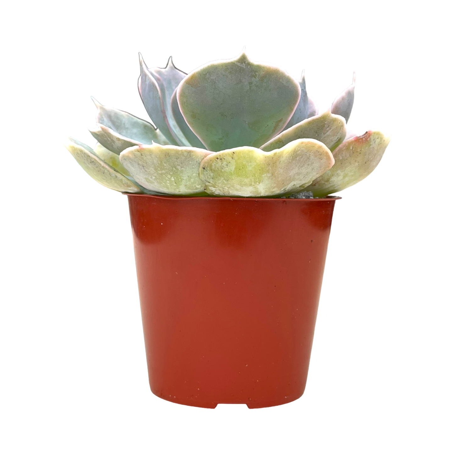 Echeveria 'Canada'