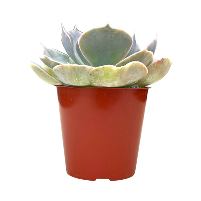 Echeveria 'Canada'