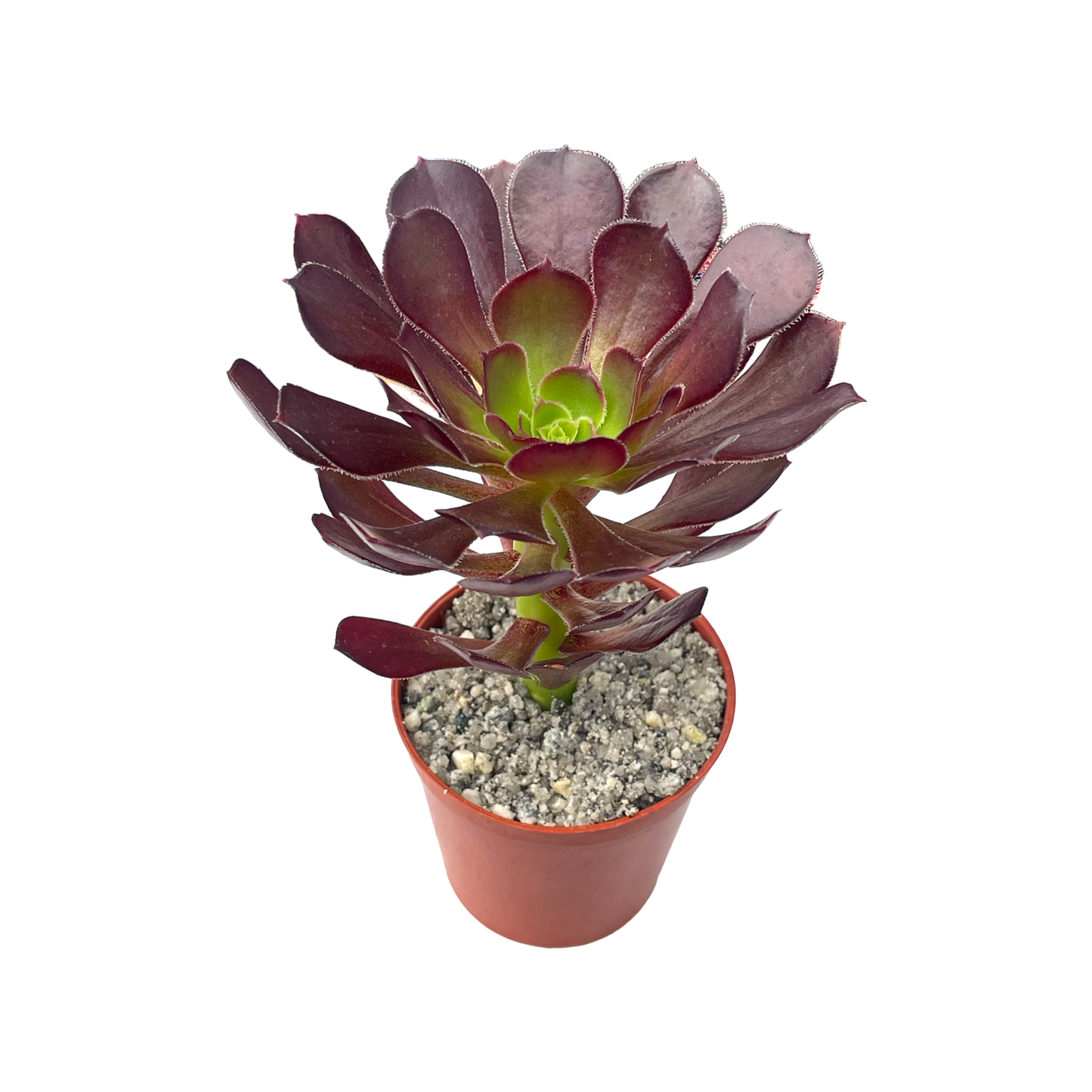 Aeonium arboreum atropurpureum