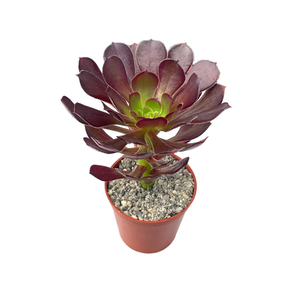 Aeonium arboreum atropurpureum