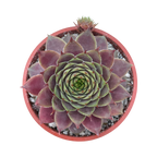 Sempervivum 'Devon Jewel'