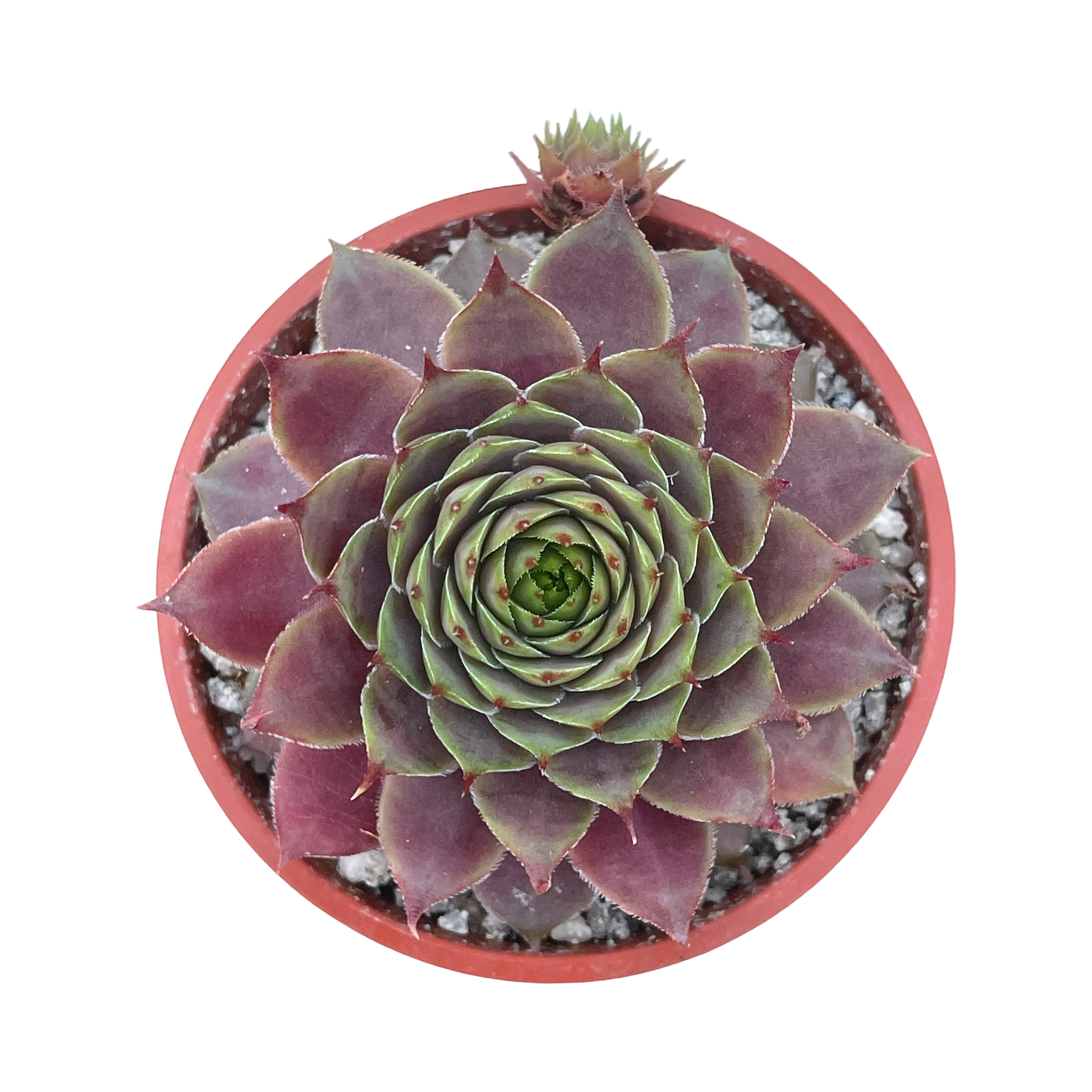 Sempervivum 'Devon Jewel'