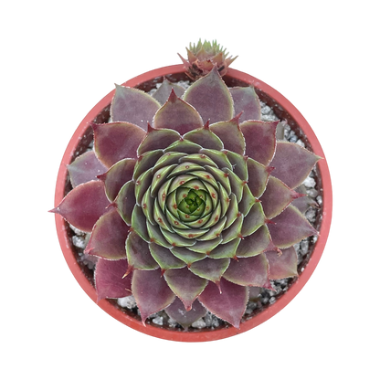 Sempervivum 'Devon Jewel'