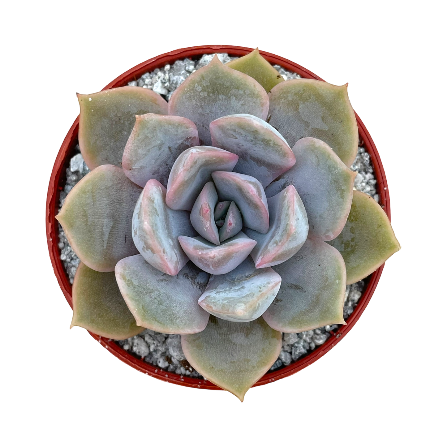 Echeveria 'Orion'