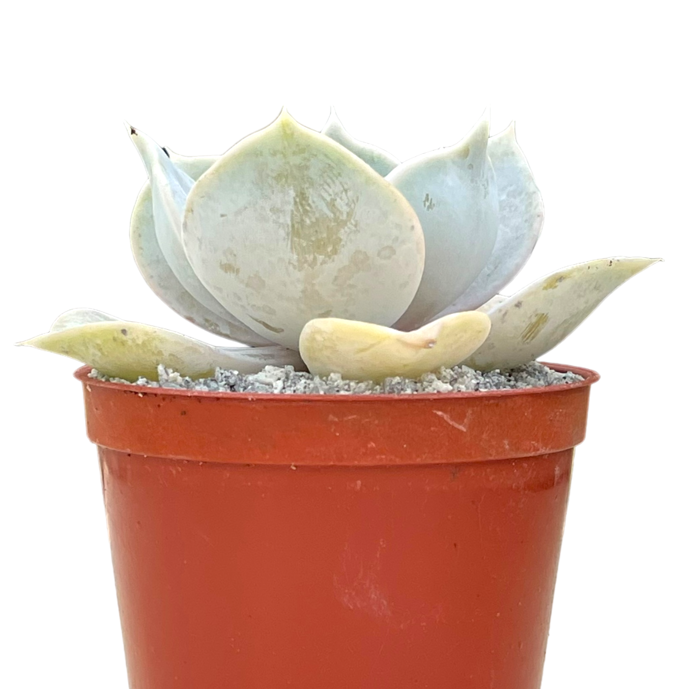 Echeveria lilacina