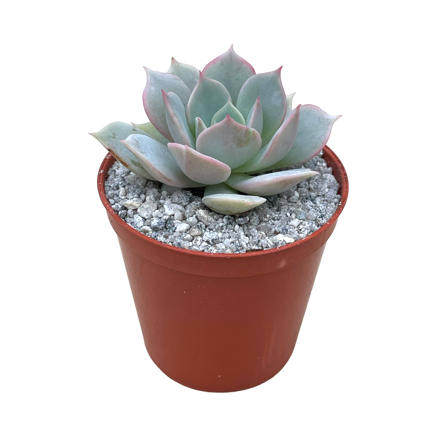 Echeveria 'Fleur Blanc'