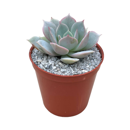 Echeveria 'Fleur Blanc'