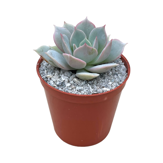 Echeveria 'Fleur Blanc'