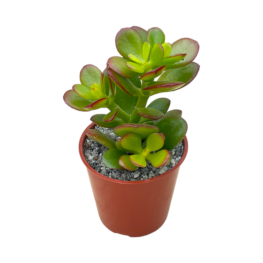 Crassula ovata minima