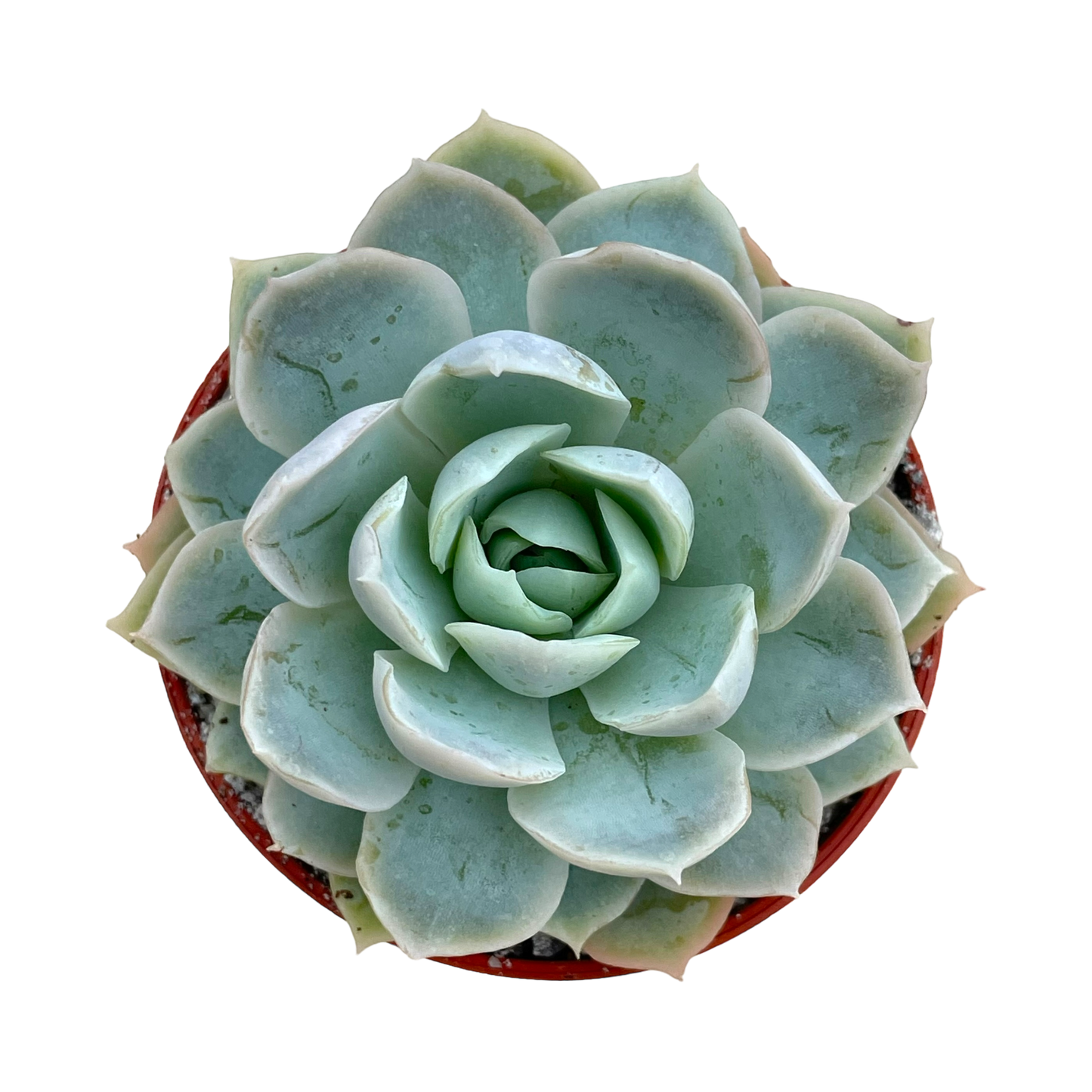 Echeveria 'Elsa'