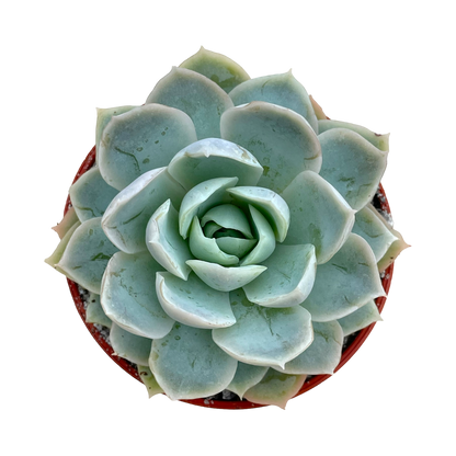 Echeveria 'Elsa'