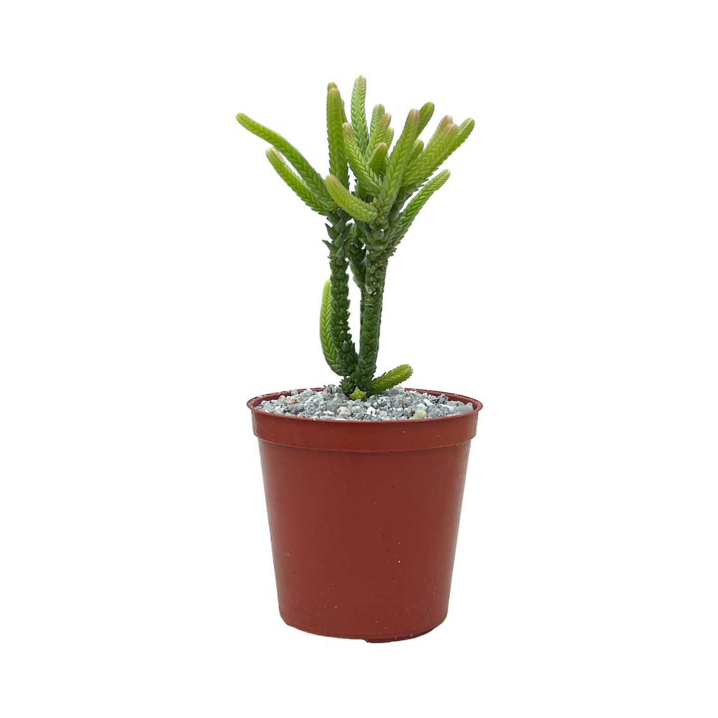 Crassula muscosa