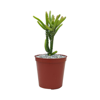 Crassula muscosa