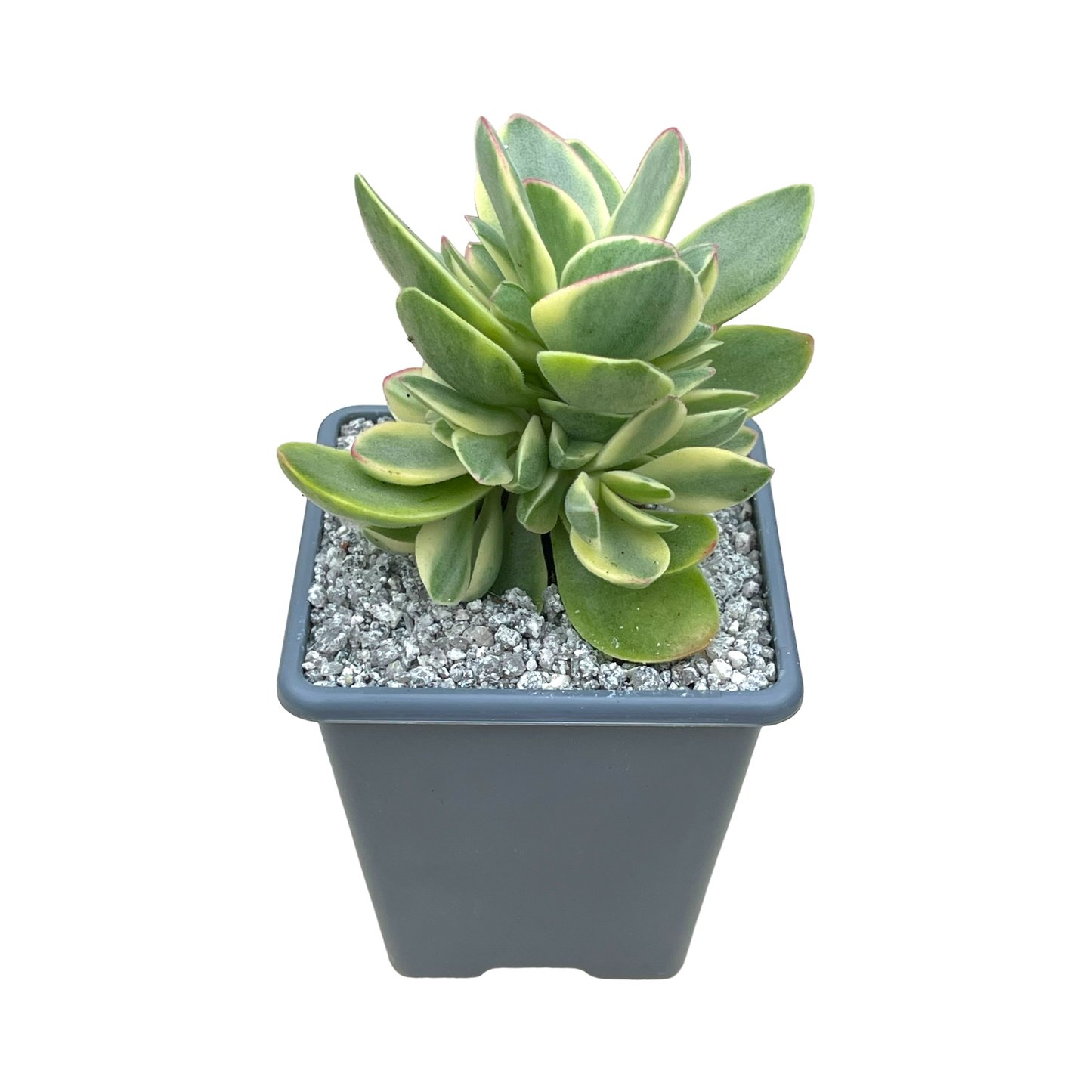 Crassula 'Money Maker' variegata