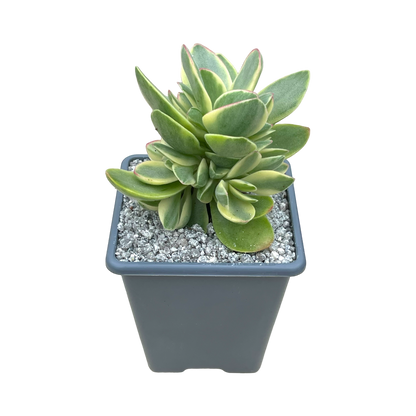 Crassula 'Money Maker' variegata