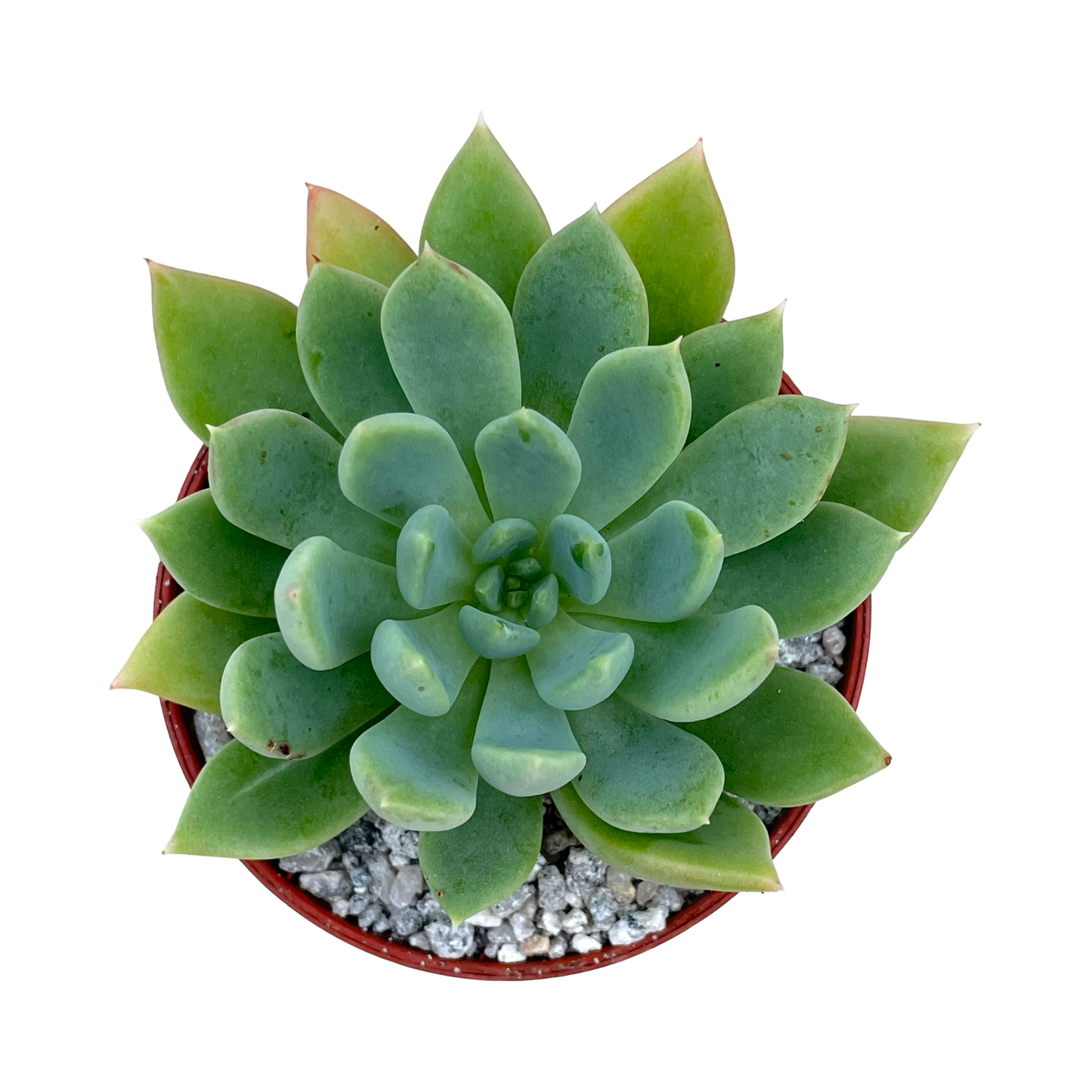 Echeveria 'Moana'