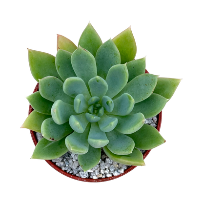 Echeveria 'Moana'