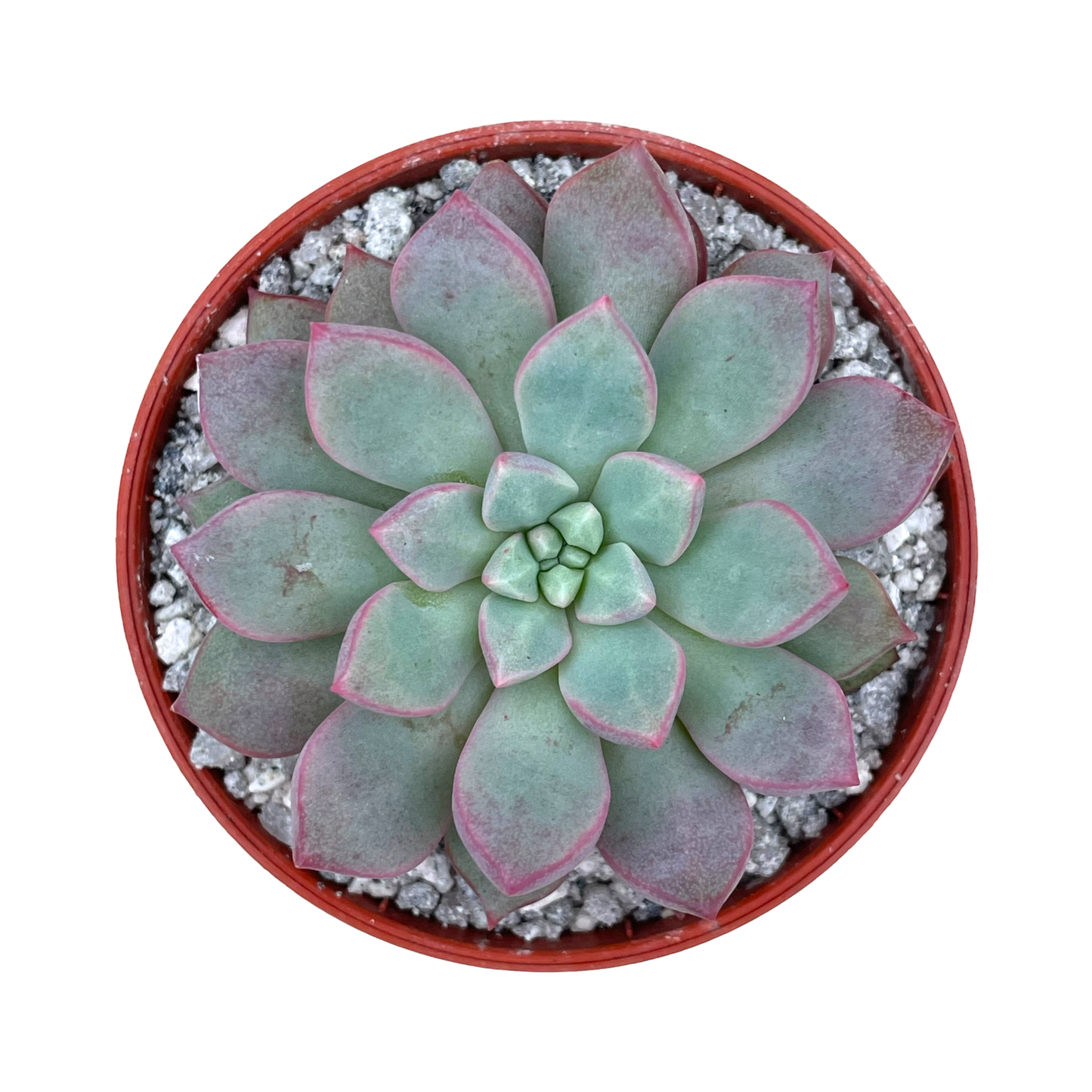 Echeveria subcorymbosa (Lau 030)