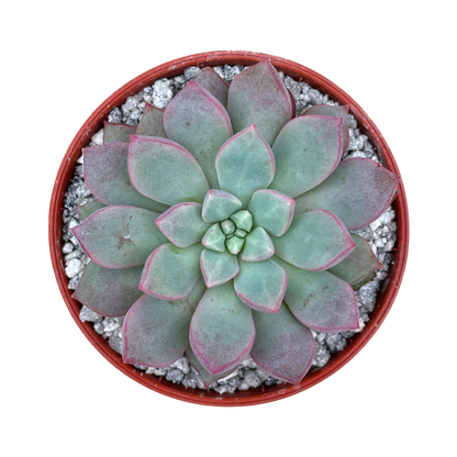 Echeveria subcorymbosa (Lau 030)