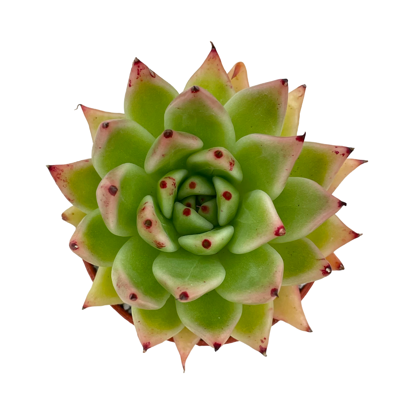 Echeveria agavoides 'Arrow'