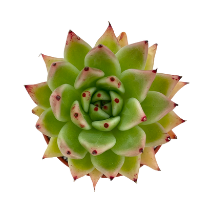 Echeveria agavoides 'Arrow'