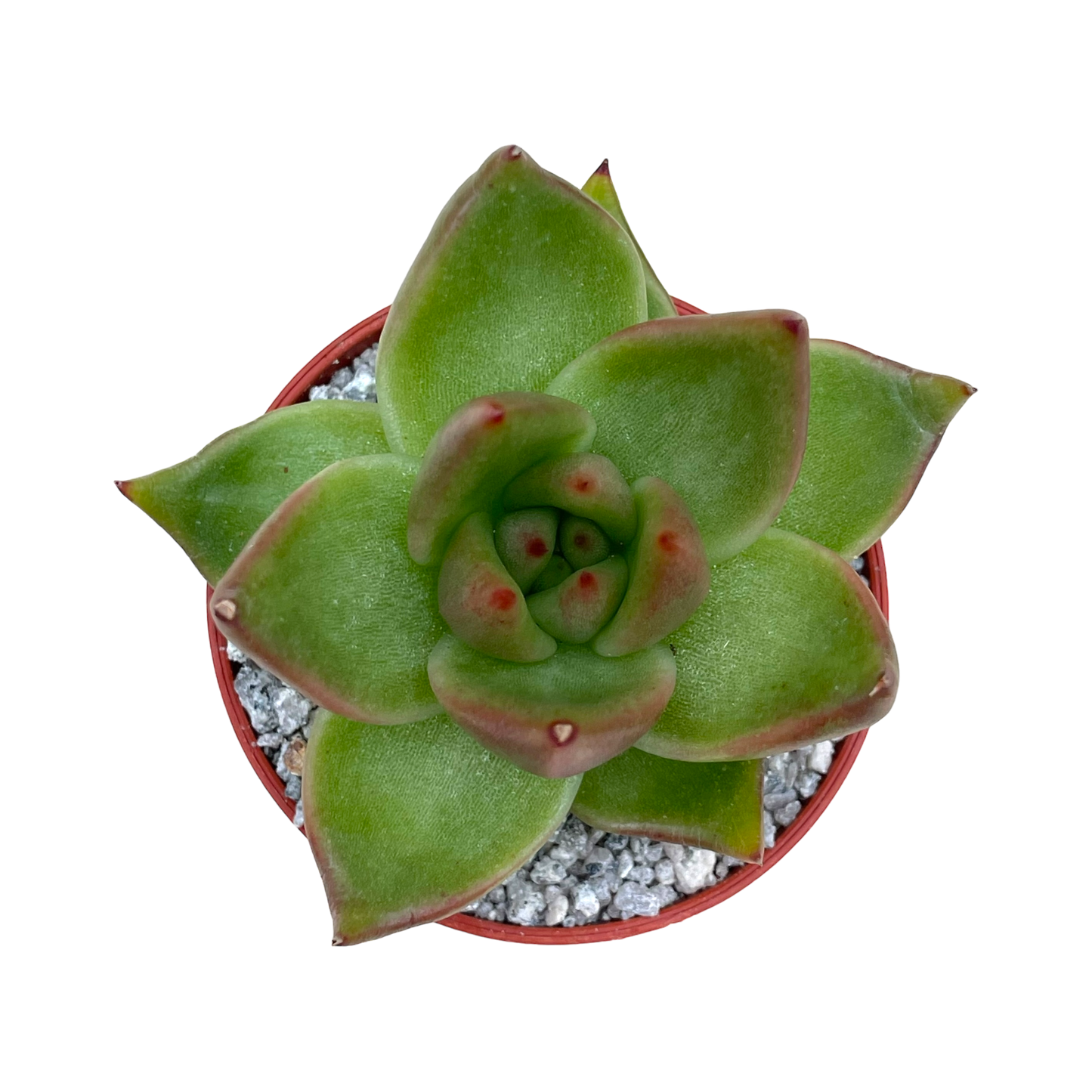 Echeveria agavoides 'Maria'