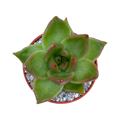 Echeveria agavoides 'Maria'