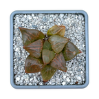 Haworthia comptoniana 'Crystal'