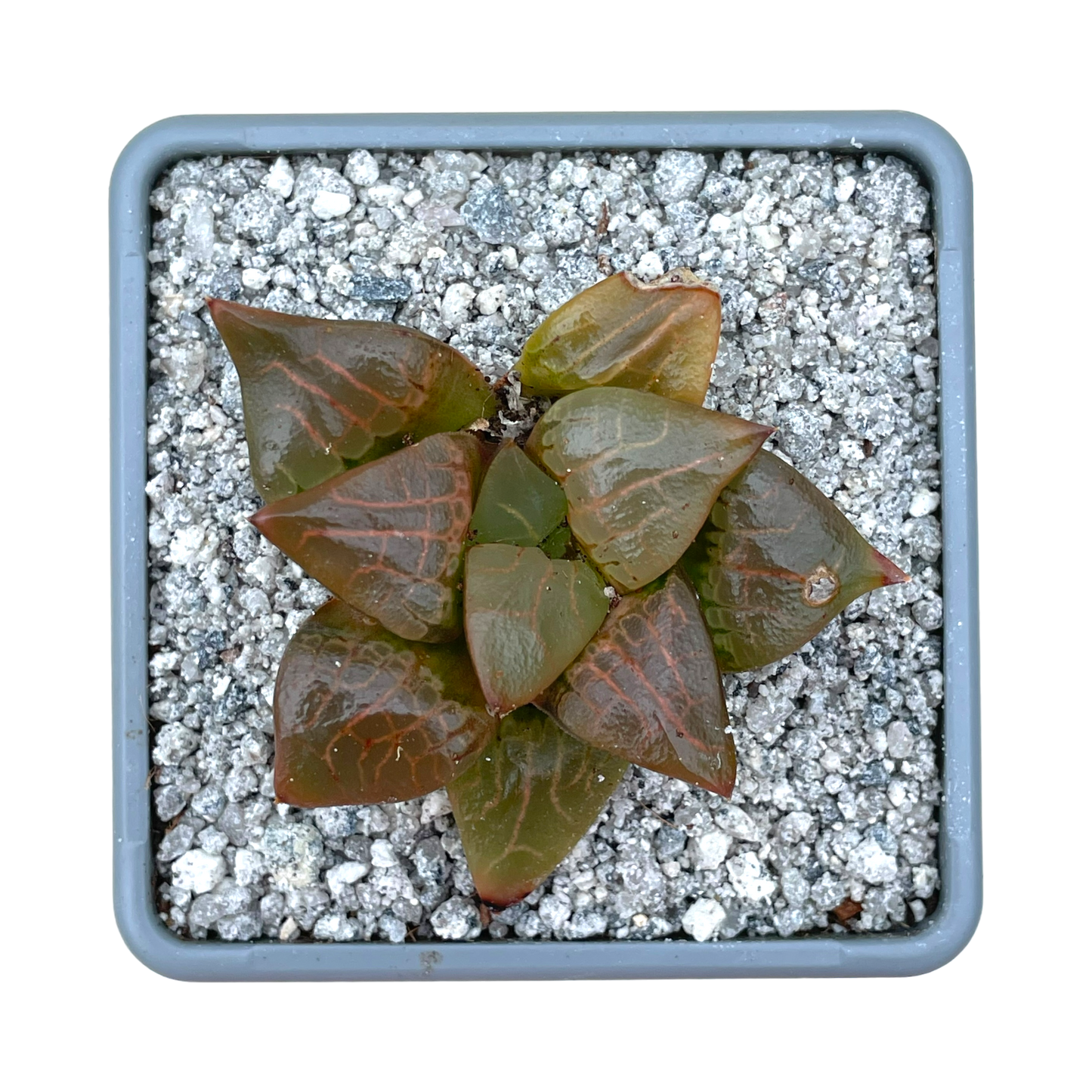 Haworthia comptoniana 'Crystal'