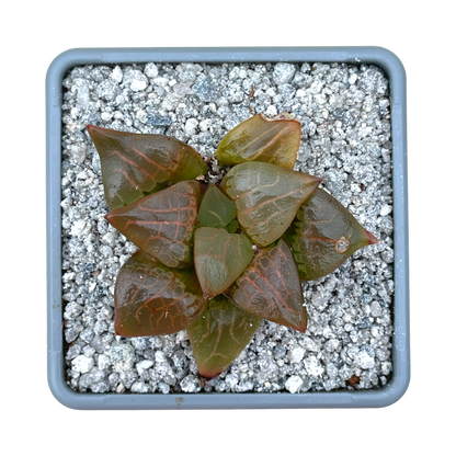 Haworthia comptoniana 'Crystal'