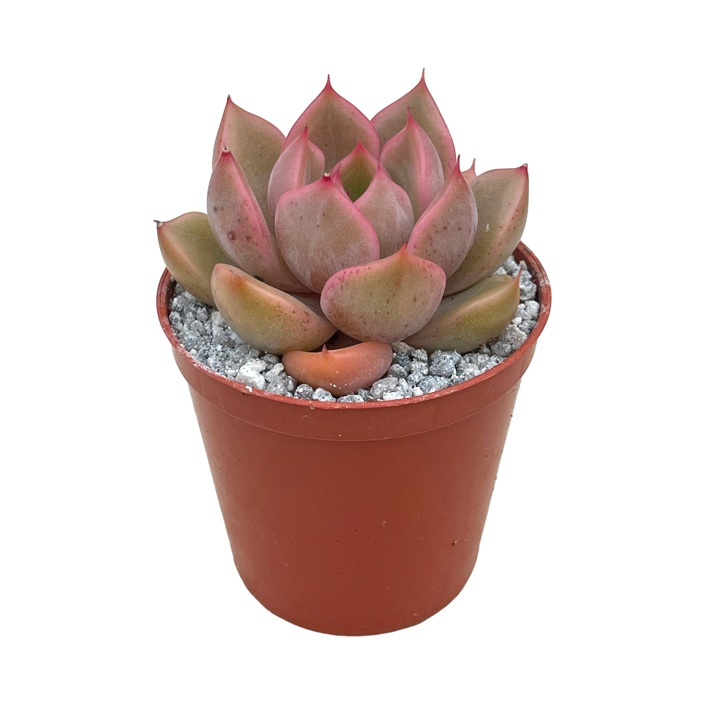 Echeveria 'Gold'