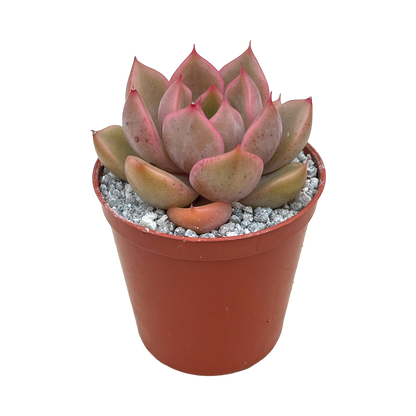 Echeveria 'Gold'