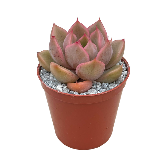 Echeveria 'Gold'