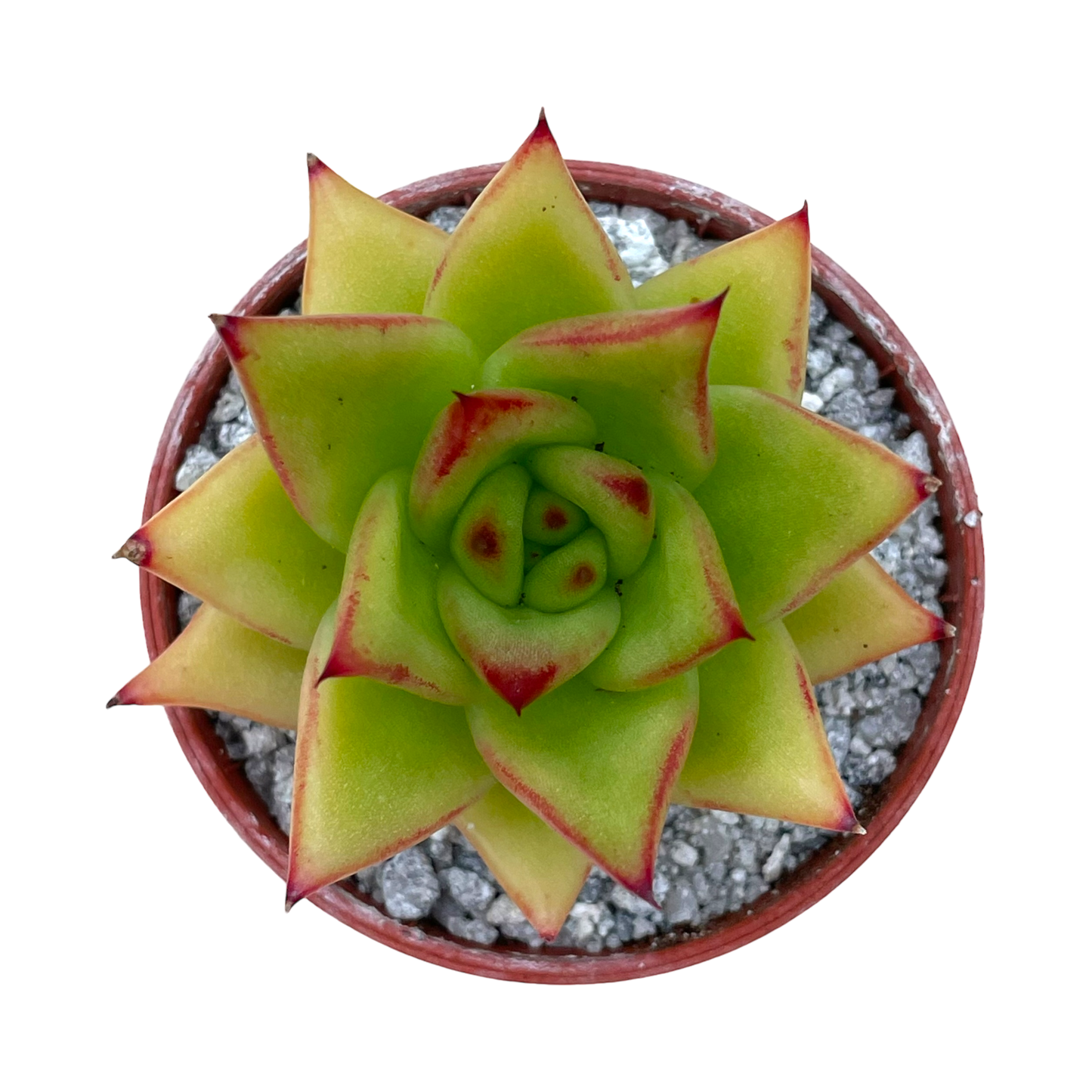 Echeveria agavoides 'Red Edge'