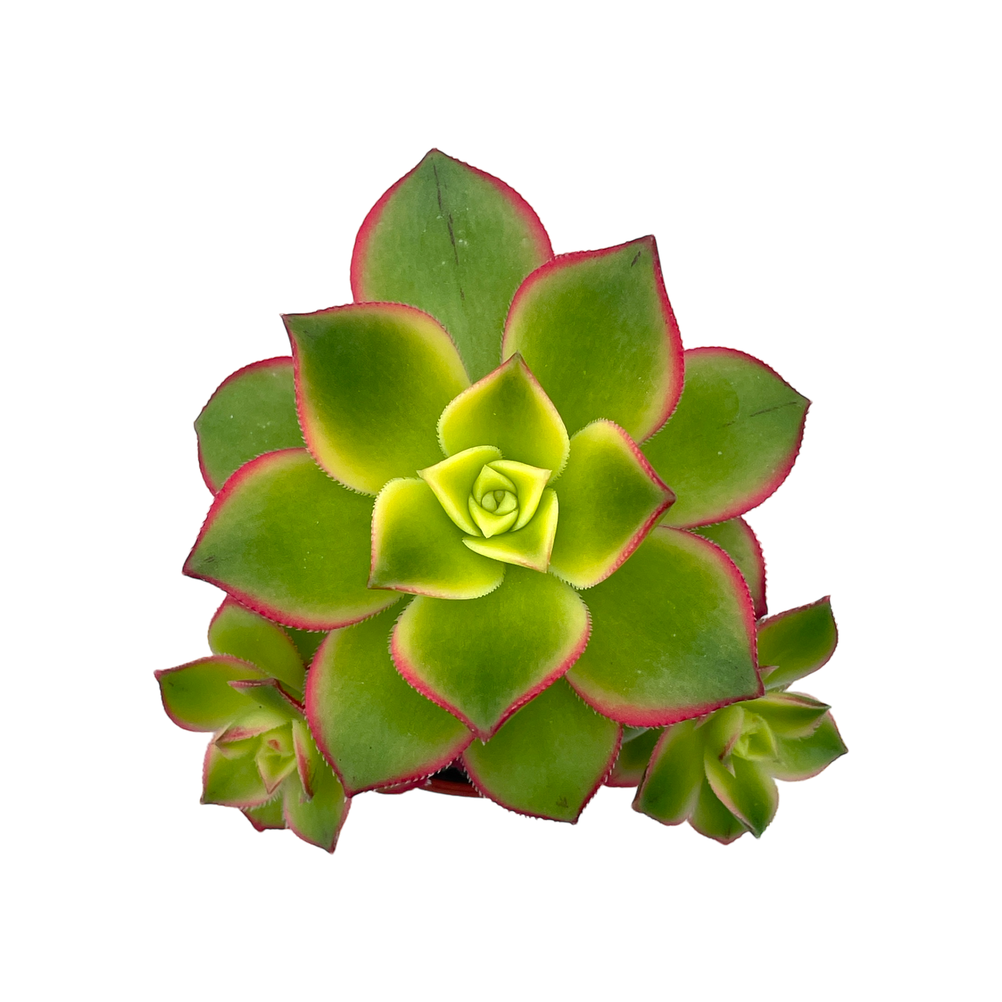 Aeonium 'Kiwi'