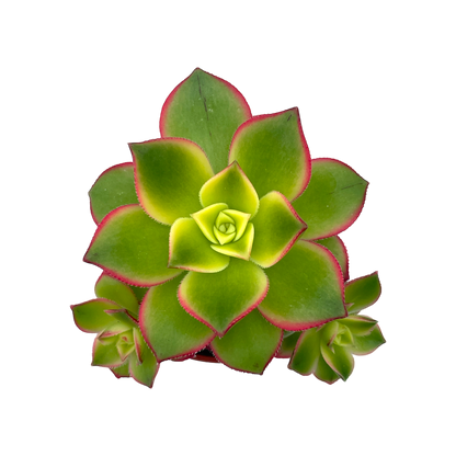 Aeonium 'Kiwi'