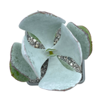 Cotyledon orbiculata